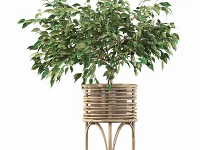 Ficus benjamina in rattan stand 3D model