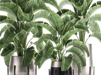 Banana palm in a pot for the interior 773 3D model
