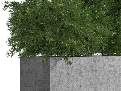 Outdoor Plants tree inConcrete Box 3D model