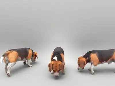 Beagle 40 Low-poly 3D model