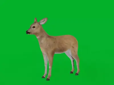 European Roe Deer Low-poly 3D model