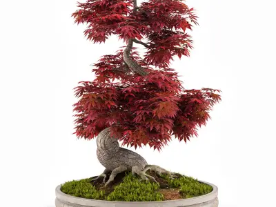 Bonsai Japanese Maple decorative tree 03 3D model