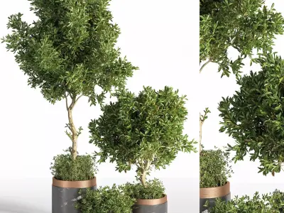 Indoor Plant Set 17 3D model