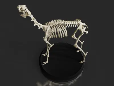 Realistic Llama Skeleton 3D model