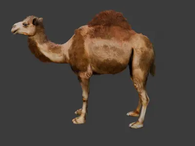 High-Quality 3D Camel Model Low-poly 3D model