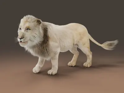 Fur White Lion Rigged in Blender  Low-poly 3D model