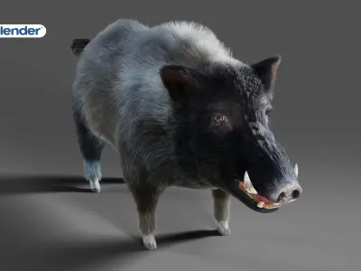 Fur Wild Boar V07 NO Rigged in Blender Low-poly 3D model