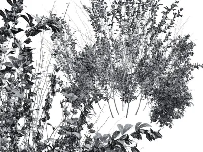 New Plant High detail Cytisus scoparius Small 3D model