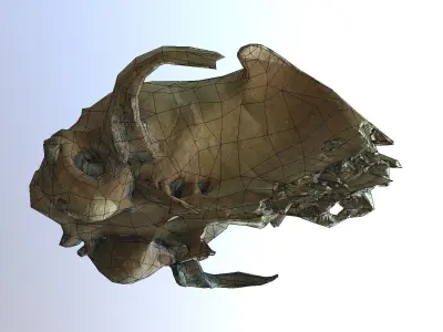 Photorealistic scanned small skull of rodent  Low-poly 3D model