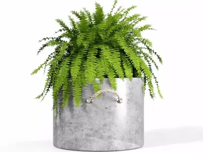 Indoor plant collection 64 3D model