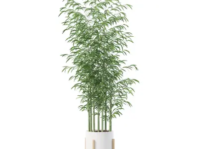 Bamboo in modern flower pot 3D model