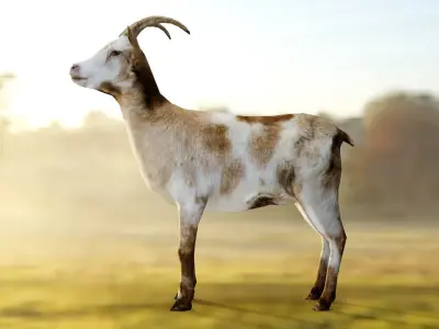 Goat - Male and Female Low-poly 3D model