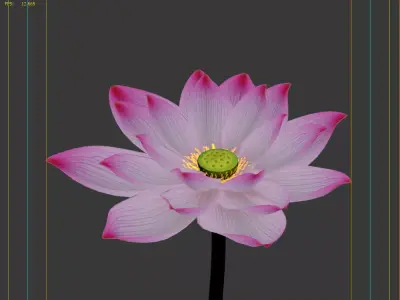 Lotus flower 3D model