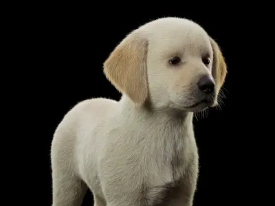 Realistic Labrador Puppy Baby 3D model