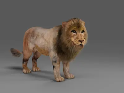 Fur Lion Rigged in Blender  Low-poly 3D model