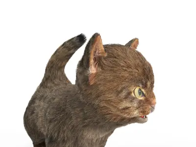 Fur Cute Cat Kitten 01 Animated Low-poly 3D model