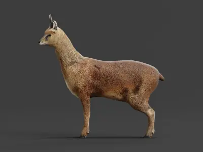 Klipspringer Small Antelope Low-poly 3D model