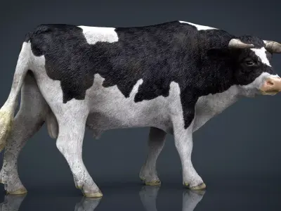 Holstein Bull  Low-poly 3D model