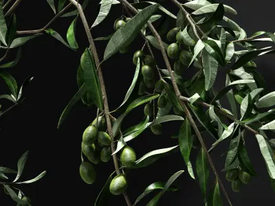 a bouquet of olive 3D model