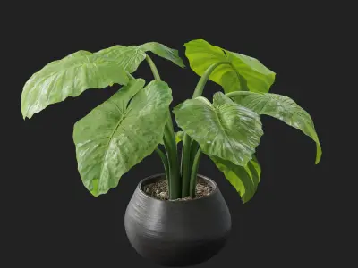 Interior Plant Elephant Ear 3D model