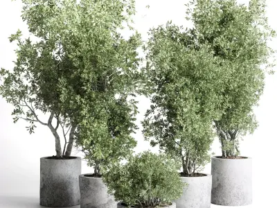outdoor plant 169 pot old olive tree concrete old vase Low-poly 3D model