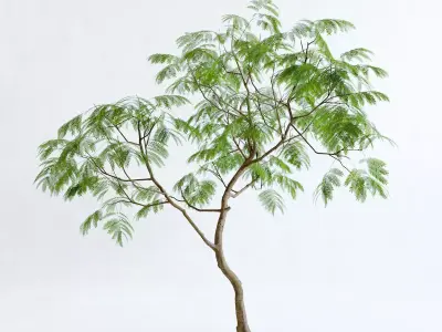 Everfresh Tree 3M - Cojoba arborea var angustifolia 3D model