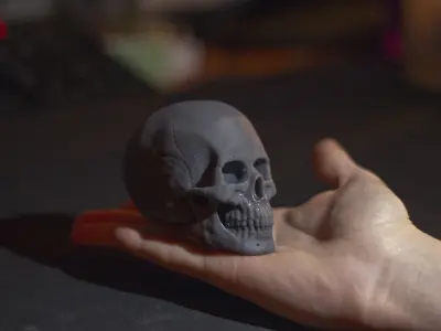 Skull - Male 3D print model