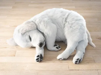 Golden Retriever sleeping dog puppy  3D model