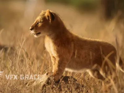 Lion Cub Animated VFX Grace 3D model