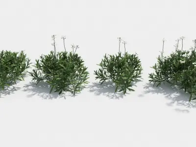 Iberis plant 3D model