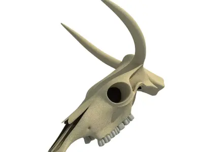 Realistic Cow Skull 3D model