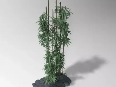 Bamboo plant 3D model