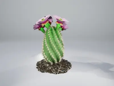 Spiral Cactus 3D model