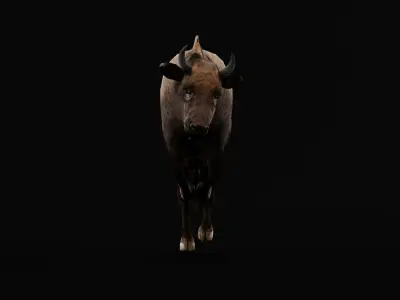 European bison Calf Low-poly 3D model