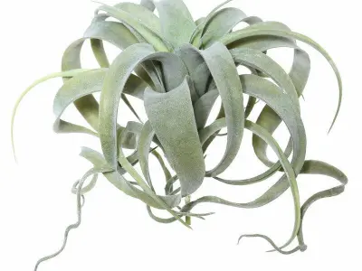Artificial Tillandsia Pick Foliage Plant 3D model
