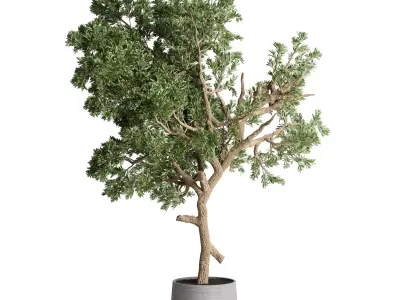 indoor plant 482 pot plant tree concrete dirt vase 3D model