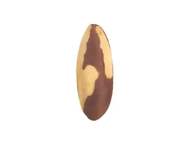 Photorealistic Brazil Nut 3D Scan  3D model