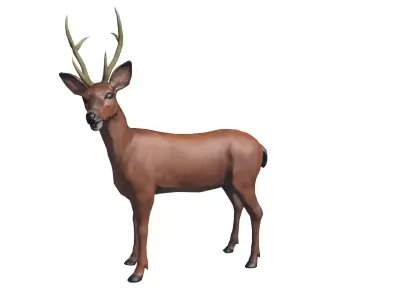  Deer wildlife Low-poly 3D model