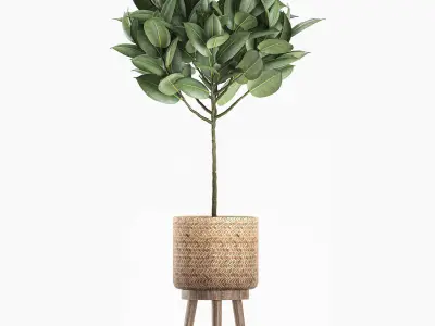 Decorative Ficus tree for the interior in baskets 606 3D model