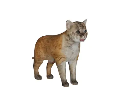 Asian Golden Kitten Cat Low-poly 3D model