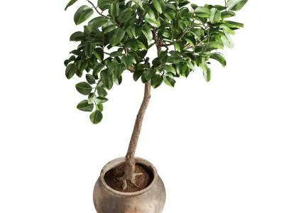 Ficus Plant in Rustic Clay Terracotta Pot 3D model