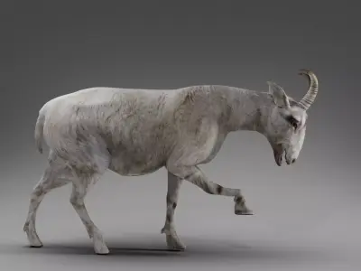 Goat 02 Rigged and Animation  Low-poly 3D model