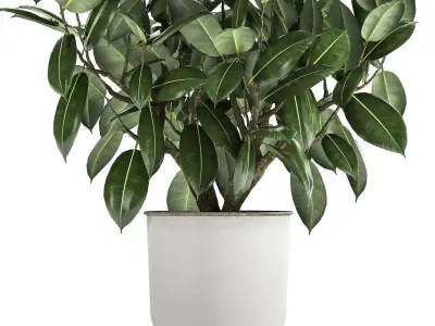 Ficus tree in a pot for the interior 864 3D model