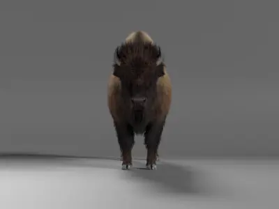 Bison Male Animated 3D model
