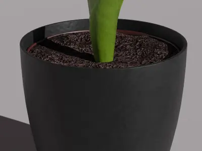 Vanda Orchid  Low-poly 3D model