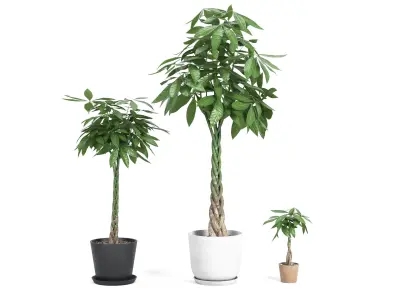 Plant Money Tree - Pachira Aquatica braid style  3D model