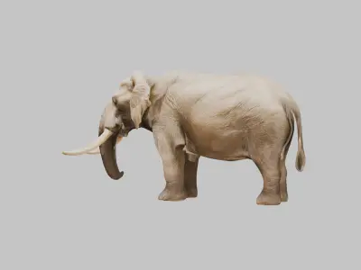 Realistic 3D Elephant Model - High Quality Animal Sculpture Low-poly 3D model