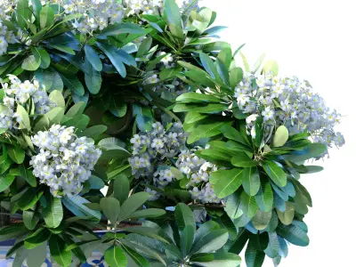 Bouquet of white flowers in a potted vase for decoration 3D model