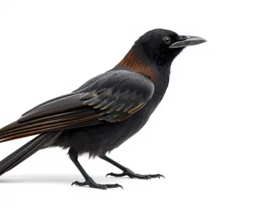 Chihuahuan Raven 3D Model with Desert Adaptation Features Low-poly 3D model