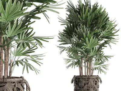 Palm tree Rhapis for the interior in basket 665 3D model